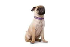 Best Rocky Petit halsbånd str.27 Rød - 20-24 cm Hvalpehalsbånd - Bløde Og Sikre Halsbånd Med Perfekt Pasform Til Din Hvalp|Hundehalsbånd Med Stil - Komfort Og Sikkerhed Til Din Hund