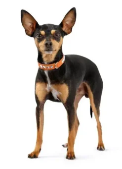 Best Rocky Petit halsbånd str.27 Rød - 20-24 cm Hvalpehalsbånd - Bløde Og Sikre Halsbånd Med Perfekt Pasform Til Din Hvalp|Hundehalsbånd Med Stil - Komfort Og Sikkerhed Til Din Hund