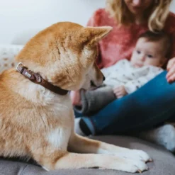 Hot rundsyet halsbånd okselæder brun 50 cm - justering 41-46 cm skånsom komfort til store hunde Hvalpehalsbånd - Bløde Og Sikre Halsbånd Med Perfekt Pasform Til Din Hvalp|Hundehalsbånd Med Stil - Komfort Og Sikkerhed Til Din Hund