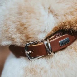 Best rundsyet okselæder halsbånd brun 45 cm - justering 38-42 cm skånsom komfort Hvalpehalsbånd - Bløde Og Sikre Halsbånd Med Perfekt Pasform Til Din Hvalp|Hundehalsbånd Med Stil - Komfort Og Sikkerhed Til Din Hund