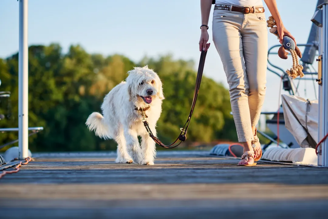 Sansibar Solid 35 Hundehalsbånd i læder - 24-30 cm Hvalpehalsbånd - Bløde Og Sikre Halsbånd Med Perfekt Pasform Til Din Hvalp|Hundehalsbånd Med Stil - Komfort Og Sikkerhed Til Din Hund