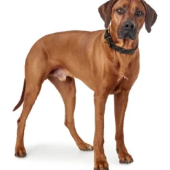 Sansibar Solid 35 Hundehalsbånd i læder - 24-30 cm Hvalpehalsbånd - Bløde Og Sikre Halsbånd Med Perfekt Pasform Til Din Hvalp|Hundehalsbånd Med Stil - Komfort Og Sikkerhed Til Din Hund
