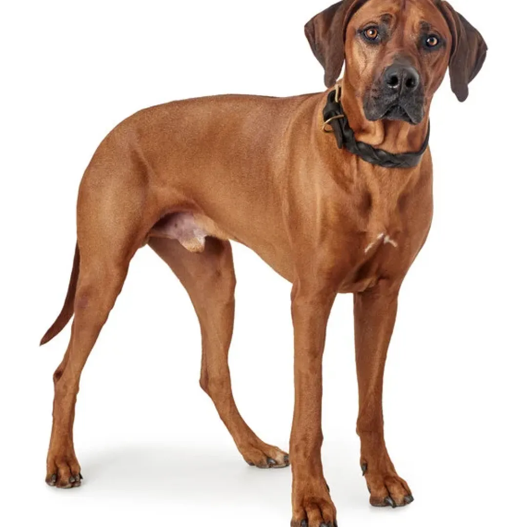Sansibar Solid 35 Hundehalsbånd i læder - 24-30 cm Hvalpehalsbånd - Bløde Og Sikre Halsbånd Med Perfekt Pasform Til Din Hvalp|Hundehalsbånd Med Stil - Komfort Og Sikkerhed Til Din Hund