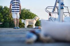 Sansibar Solid 35 Hundehalsbånd i læder - 24-30 cm Hvalpehalsbånd - Bløde Og Sikre Halsbånd Med Perfekt Pasform Til Din Hvalp|Hundehalsbånd Med Stil - Komfort Og Sikkerhed Til Din Hund
