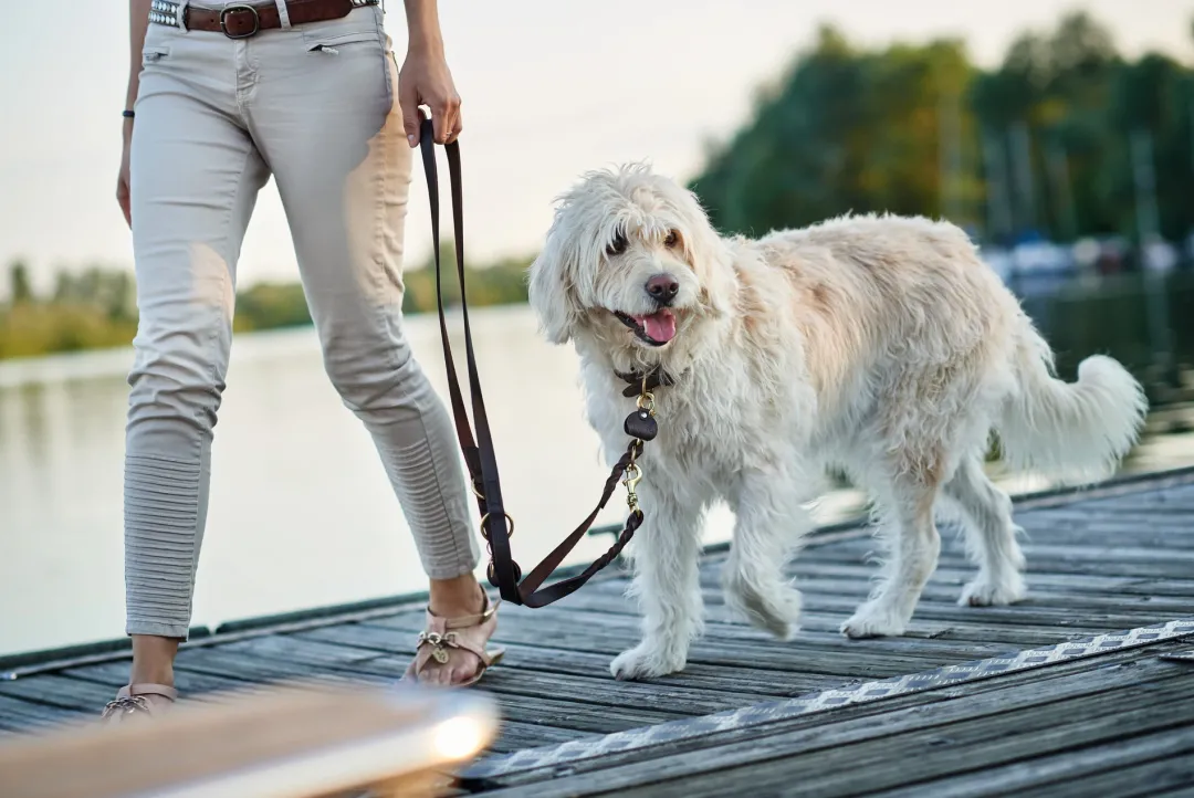 Hot Sansibar Solid 40 Hundehalsbånd i læder - 30-36 cm Hvalpehalsbånd - Bløde Og Sikre Halsbånd Med Perfekt Pasform Til Din Hvalp|Hundehalsbånd Med Stil - Komfort Og Sikkerhed Til Din Hund
