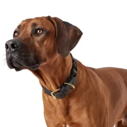 Outlet Sansibar Solid 45 Hundehalsbånd i læder - 34-40 cm Hvalpehalsbånd - Bløde Og Sikre Halsbånd Med Perfekt Pasform Til Din Hvalp|Hundehalsbånd Med Stil - Komfort Og Sikkerhed Til Din Hund