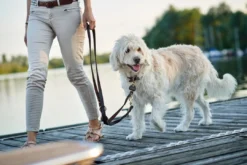 Sale Sansibar Solid 55 Hundehalsbånd i læder - 43-49 cm Hvalpehalsbånd - Bløde Og Sikre Halsbånd Med Perfekt Pasform Til Din Hvalp|Hundehalsbånd Med Stil - Komfort Og Sikkerhed Til Din Hund