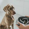 Slow Feeding 550 ml Grå Hundeskåle Til Mad Og Drikke Der Passer Til Din Hunds Behov|Hundeskåle Til Hvalpe - Praktisk, Sikker Og Nem Spisetid