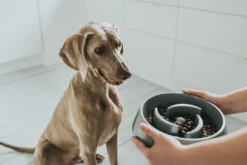 Slow Feeding 550 ml Grå Hundeskåle Til Mad Og Drikke Der Passer Til Din Hunds Behov|Hundeskåle Til Hvalpe - Praktisk, Sikker Og Nem Spisetid