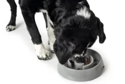 Slow Feeding 550 ml Grå Hundeskåle Til Mad Og Drikke Der Passer Til Din Hunds Behov|Hundeskåle Til Hvalpe - Praktisk, Sikker Og Nem Spisetid