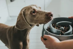Slow Feeding 550 ml Grå Hundeskåle Til Mad Og Drikke Der Passer Til Din Hunds Behov|Hundeskåle Til Hvalpe - Praktisk, Sikker Og Nem Spisetid