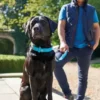 Hot Softie hundehalsbånd 50 cm brun - 36-44 cm indstilling Hvalpehalsbånd - Bløde Og Sikre Halsbånd Med Perfekt Pasform Til Din Hvalp|Hundehalsbånd Med Stil - Komfort Og Sikkerhed Til Din Hund