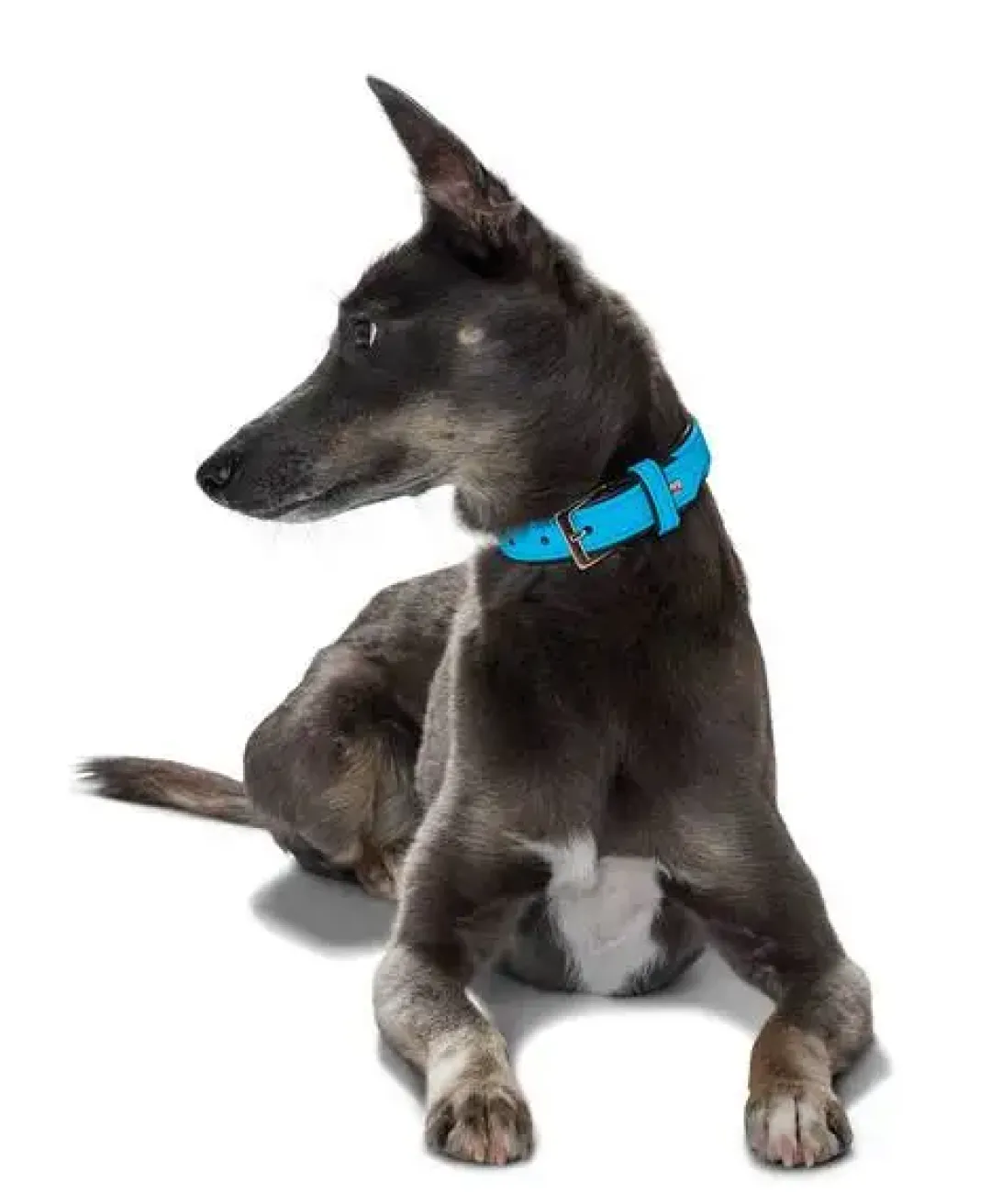 Hot Softie hundehalsbånd 50 cm brun - 36-44 cm indstilling Hvalpehalsbånd - Bløde Og Sikre Halsbånd Med Perfekt Pasform Til Din Hvalp|Hundehalsbånd Med Stil - Komfort Og Sikkerhed Til Din Hund