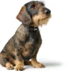 Soho Mini Hundehalsbånd Sort 24-29 cm Hvalpehalsbånd - Bløde Og Sikre Halsbånd Med Perfekt Pasform Til Din Hvalp|Hundehalsbånd Med Stil - Komfort Og Sikkerhed Til Din Hund