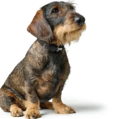 Soho Mini Hundehalsbånd Sort 24-29 cm Hvalpehalsbånd - Bløde Og Sikre Halsbånd Med Perfekt Pasform Til Din Hvalp|Hundehalsbånd Med Stil - Komfort Og Sikkerhed Til Din Hund