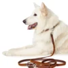 Outlet Solid Education Line 18/250 Cognac Hundesnor I Mange Varianter Og Materialer|Hundesnor Til Hvalpe