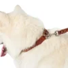 Solid Education Line 13/250 Cognac Hundesnor I Mange Varianter Og Materialer|Hundesnor Til Hvalpe
