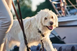 Discount Solid Education Line 13/250 Sort Hundesnor I Mange Varianter Og Materialer|Hundesnor Til Hvalpe