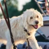 New Solid Education Line 18/200 Sort Hundesnor I Mange Varianter Og Materialer|Hundesnor Til Hvalpe