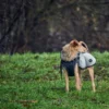 Outlet Uppsala Hundefrakke Grå 40 cm Hundetøj Til Hvalpe - Varme Dækkener Og Sko Til Trygge Gåture|Hundetøj Til Alle Hunde Med Varme Dækkener Og Sko