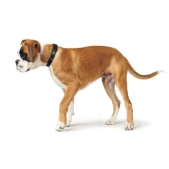 Discount Vario Basic Halsbånd Sort S 22-35 cm - Komfortabelt nylonhalsbånd Hvalpehalsbånd - Bløde Og Sikre Halsbånd Med Perfekt Pasform Til Din Hvalp|Hundehalsbånd Med Stil - Komfort Og Sikkerhed Til Din Hund