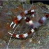 Discount Hvidbåndet pudsereje (Stenopus hispidus) Anemone, Bløddyr Og Snegle Til Saltvand
