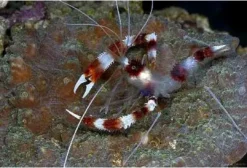 Discount Hvidbåndet pudsereje (Stenopus hispidus) Anemone, Bløddyr Og Snegle Til Saltvand