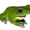 Sale Hvidlæbet løvfrø ( Litoria infrafrenata) Krybdyr
