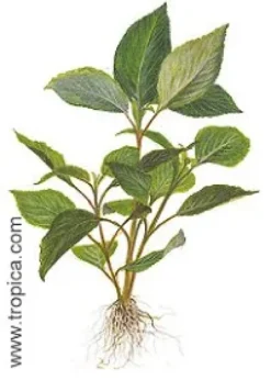 Discount Hygrophila corymbosa. Akvarieplanter