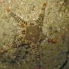 Clearance Ikon Søstjerne (Iconaster longimanus) Anemone, Bløddyr Og Snegle Til Saltvand