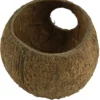 Sale Cocos Cava 3/4 hule Huler Til Terrarier