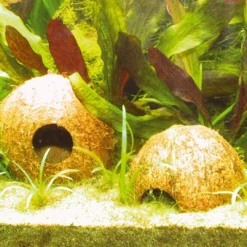 Clearance Cocos Cava hule 1/1 (kokos medium) Huler Til Terrarier