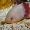 Sale NovoLotl M 250 ml (Til Axolotl) Fiskefoder Til Ferskvandsfisk|Foder & Vitaminer Til Krybdyr