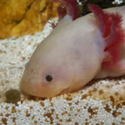 Sale NovoLotl M 250 ml (Til Axolotl) Fiskefoder Til Ferskvandsfisk|Foder & Vitaminer Til Krybdyr