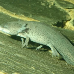 Sale NovoLotl M 250 ml (Til Axolotl) Fiskefoder Til Ferskvandsfisk|Foder & Vitaminer Til Krybdyr