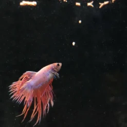 ProNovo Betta Insektsticks S 100 ml Fiskefoder Til Ferskvandsfisk