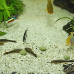 New ProNovo Botia Tab M 5,5 liter Fiskefoder Til Ferskvandsfisk