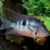 New ProNovo Cichlid Grano M 250 ml Fiskefoder Til Ferskvandsfisk