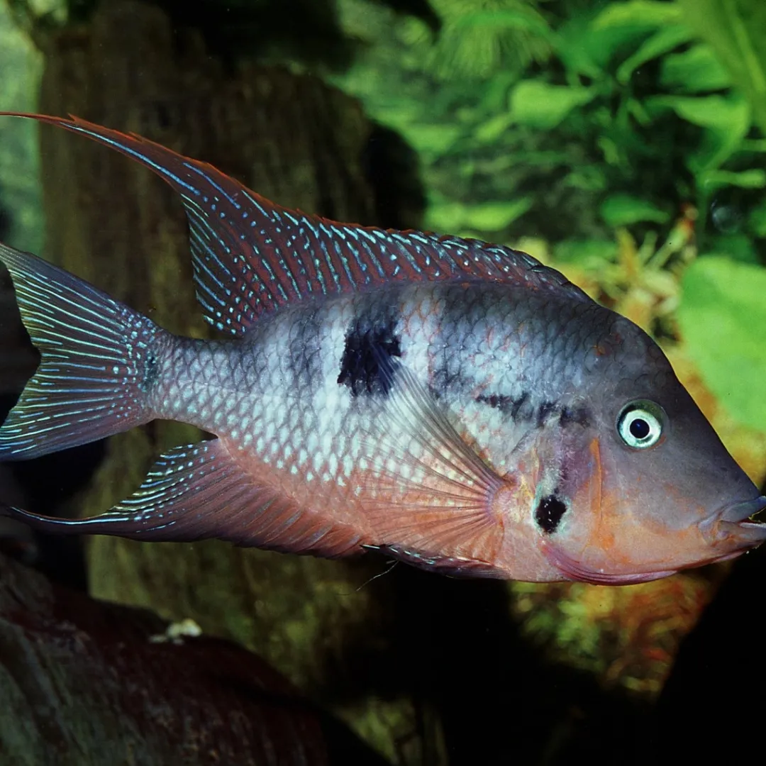 New ProNovo Cichlid Grano M 250 ml Fiskefoder Til Ferskvandsfisk