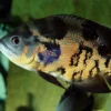 Online Pronovo Cichlid Grano XL 1 Liter Fiskefoder Til Ferskvandsfisk