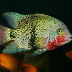Online Pronovo Cichlid Grano XL 1 Liter Fiskefoder Til Ferskvandsfisk