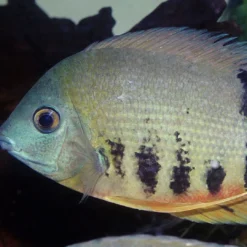 Online Pronovo Cichlid Grano XL 1 Liter Fiskefoder Til Ferskvandsfisk