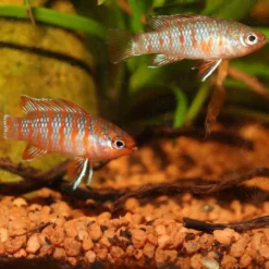 Discount ProNovo Cichlid S Grano 100 ml Klik Fiskefoder Til Ferskvandsfisk