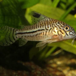New ProNovo Corydoras Tab M 100 ml Fiskefoder Til Ferskvandsfisk