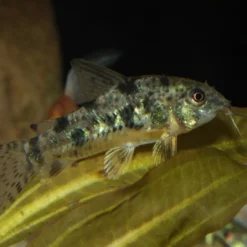 New ProNovo Corydoras Tab M 100 ml Fiskefoder Til Ferskvandsfisk