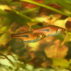 ProNovo Danio Grano XS 100 ml Fiskefoder Til Ferskvandsfisk