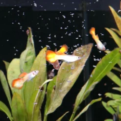 Discount ProNovo Guppy Flakes 250 ml Fiskefoder Til Ferskvandsfisk