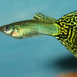 ProNovo Guppy Grano S 250 ml Click Fiskefoder Til Ferskvandsfisk