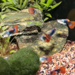 ProNovo Guppy Grano S 250 ml Click Fiskefoder Til Ferskvandsfisk