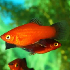ProNovo Guppy Grano S 250 ml Click Fiskefoder Til Ferskvandsfisk